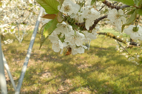 開花